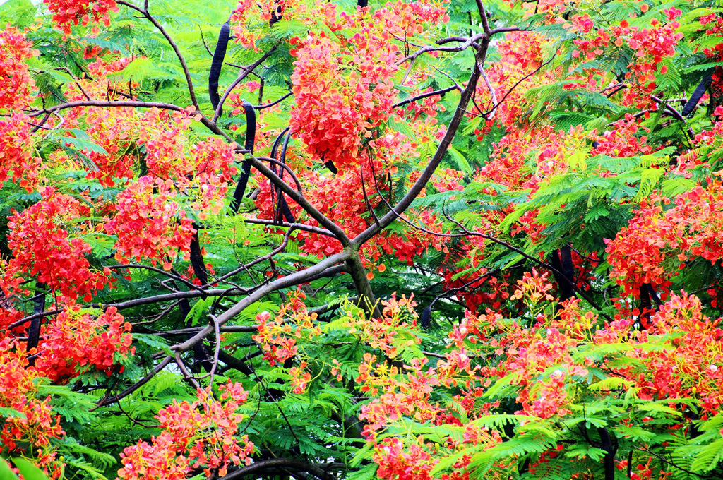 花团锦簇