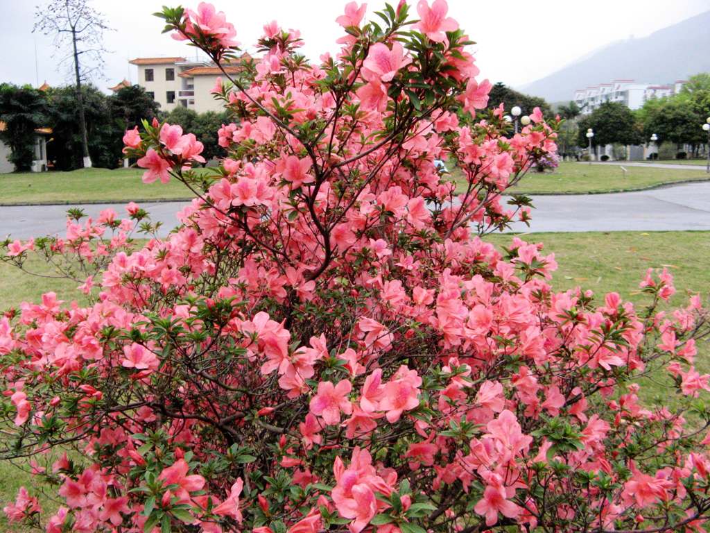 鲜花印象