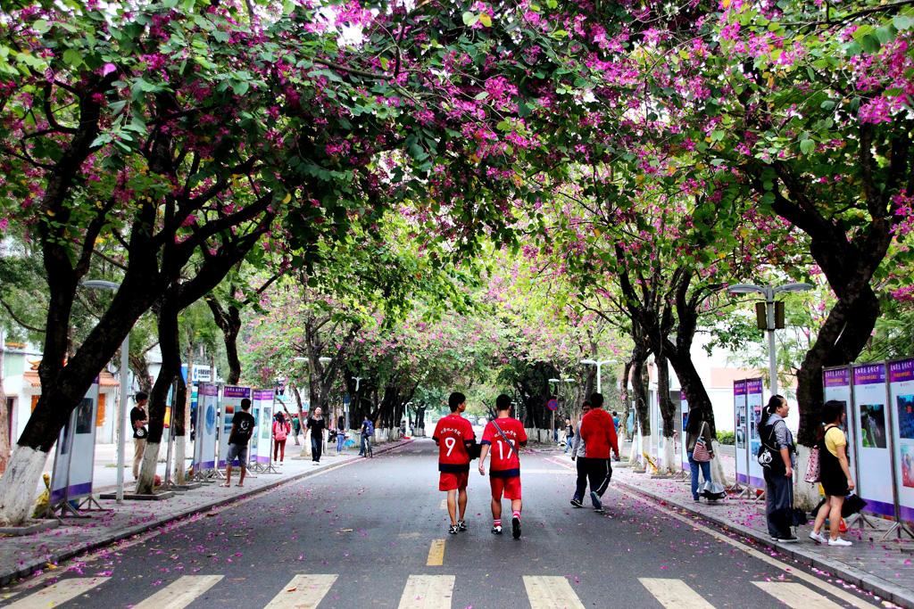 紫荆校道